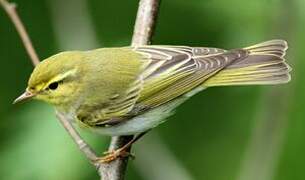 Wood Warbler