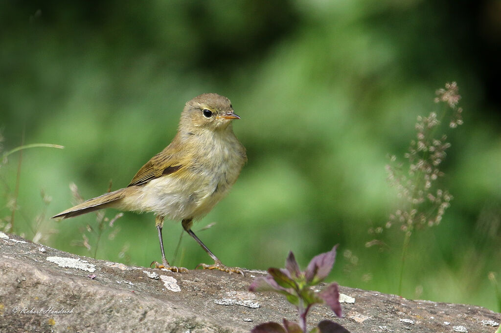 Common Chiffchaff