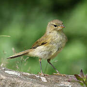 Common Chiffchaff