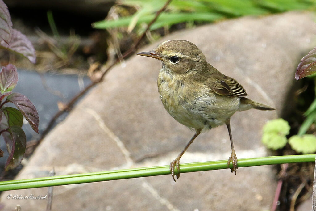 Common Chiffchaff