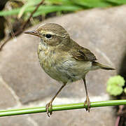 Common Chiffchaff