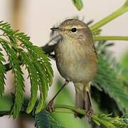 Common Chiffchaff