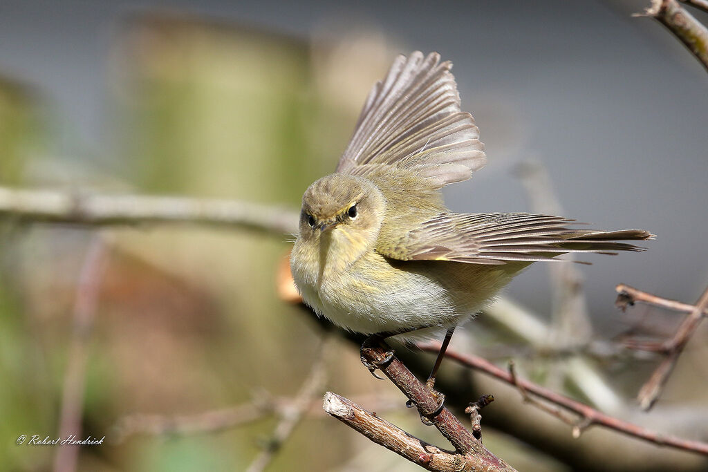 Common Chiffchaff