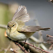 Common Chiffchaff