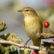 Common Chiffchaff