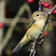 Common Chiffchaff