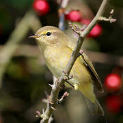 Common Chiffchaff