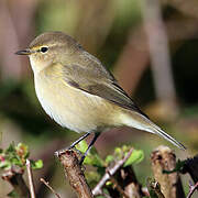 Common Chiffchaff