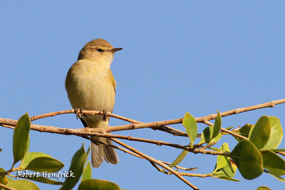 Common Chiffchaff