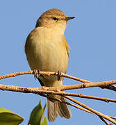 Common Chiffchaff