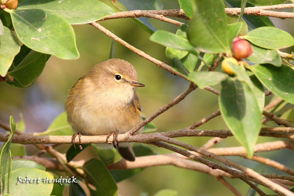 Common Chiffchaff