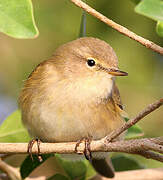 Common Chiffchaff