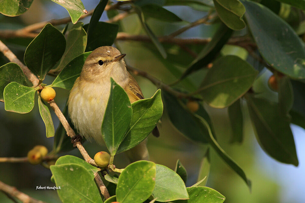 Common Chiffchaff