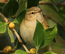 Common Chiffchaff