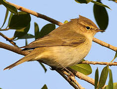 Common Chiffchaff