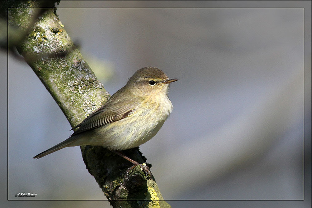 Common Chiffchaff