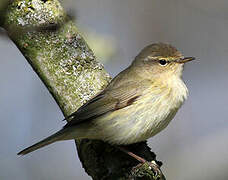 Common Chiffchaff