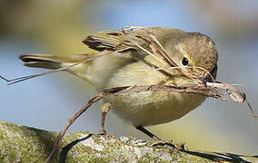 Common Chiffchaff