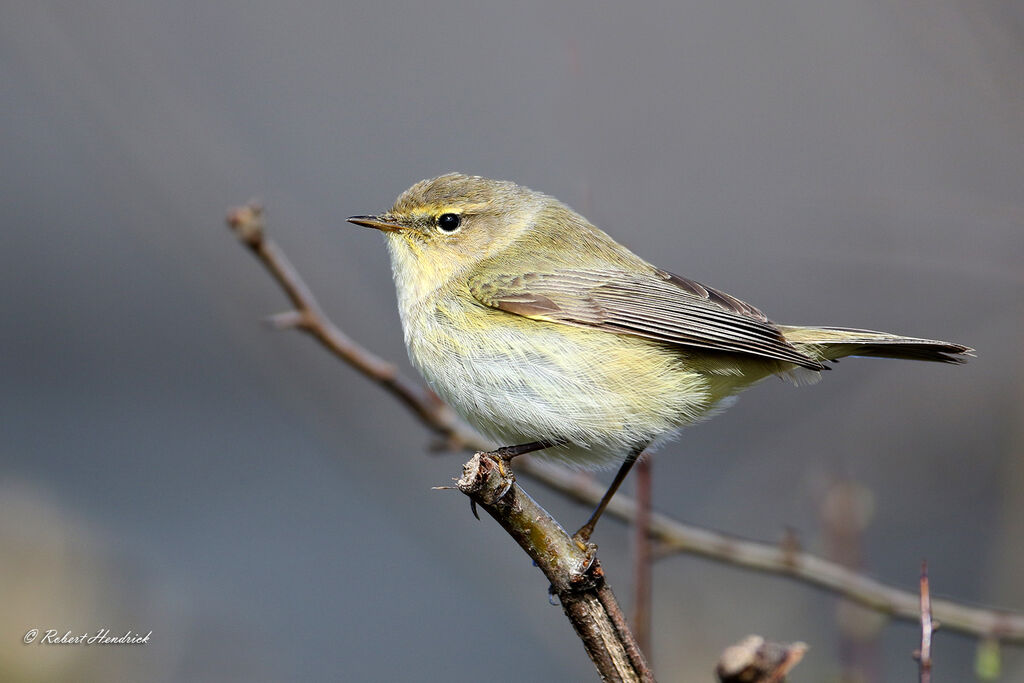 Common Chiffchaff