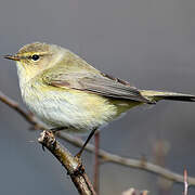 Common Chiffchaff