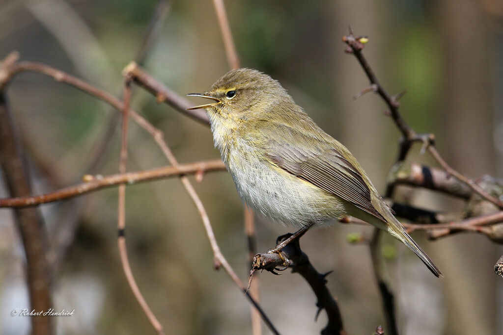 Common Chiffchaff