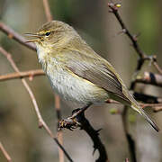 Common Chiffchaff