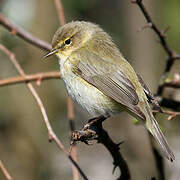 Common Chiffchaff