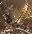 Prinia à plastron