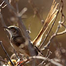 Prinia à plastron