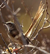 Black-chested Prinia