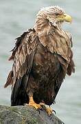 White-tailed Eagle