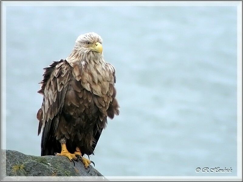 White-tailed Eagle