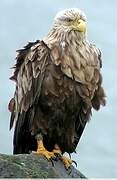 White-tailed Eagle