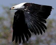 African Fish Eagle