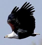 African Fish Eagle