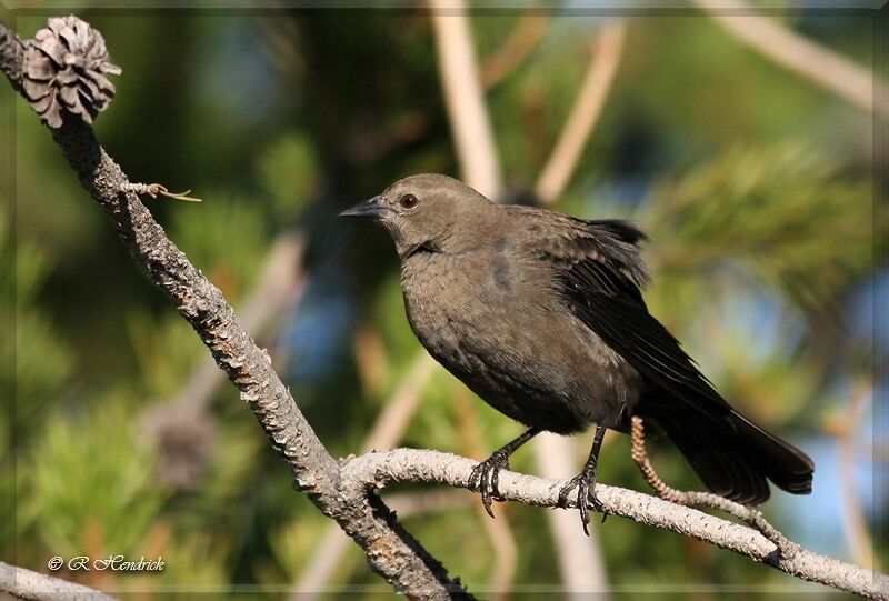 Brewer's Blackbird