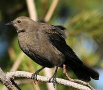 Brewer's Blackbird