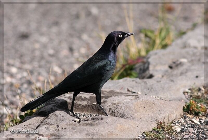 Brewer's Blackbird