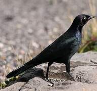 Brewer's Blackbird