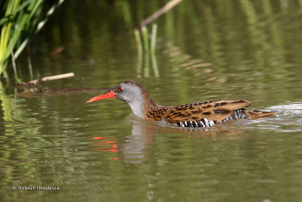 Water Rail