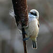 Rémiz penduline