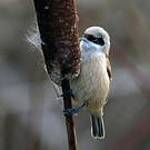 Rémiz penduline