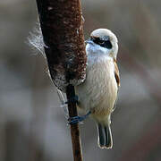 Eurasian Penduline Tit