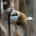 Rémiz penduline