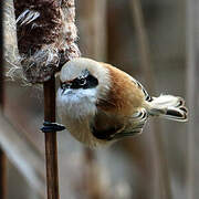 Eurasian Penduline Tit