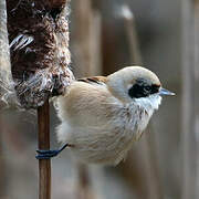 Eurasian Penduline Tit