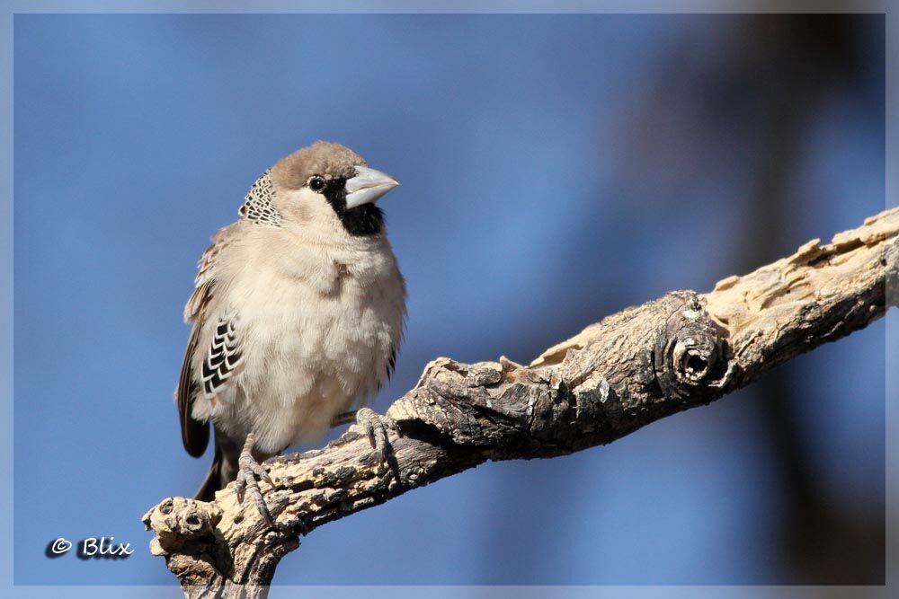 Sociable Weaver