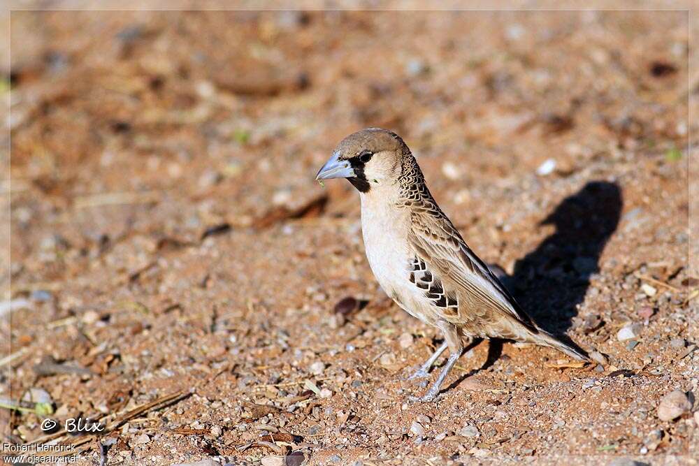 Sociable Weaveradult, identification