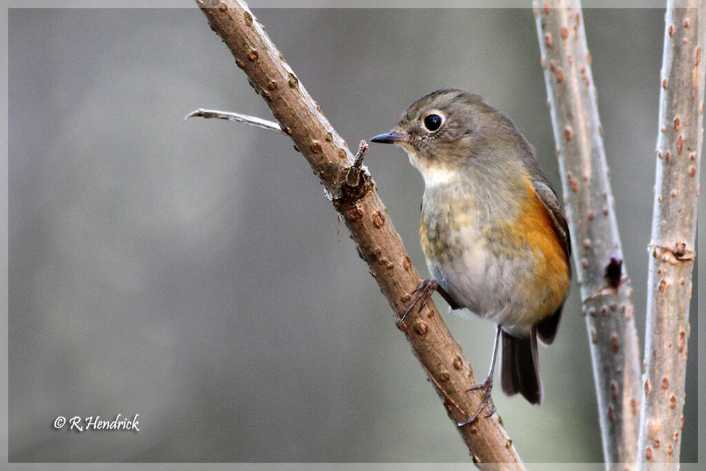 Red-flanked Bluetail