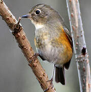 Robin à flancs roux